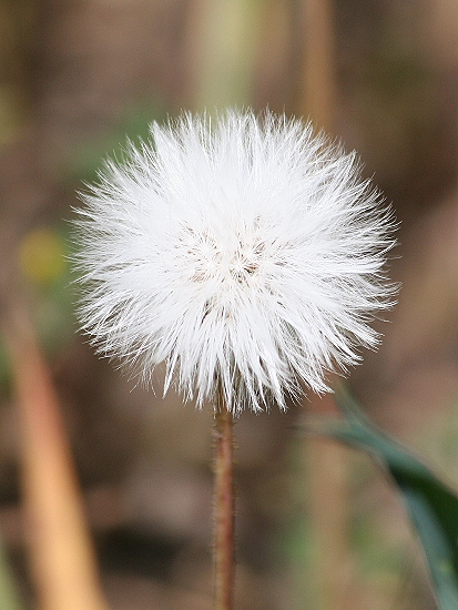 Sonchus bulbosus / Radicchiella bulbosa